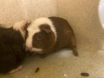 Rescue Guinea Pig Guinea Pigs for Adoption in Kent, Washington - VIKTOR | PetCurious